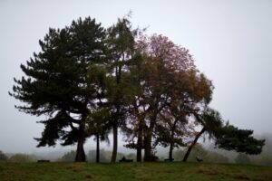 DC awards Community Forestry Cost-Share Grant to Joplin