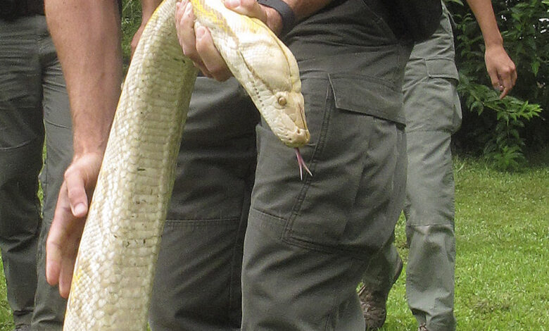 Massive python found in Oklahoma neighborhood – Newstalk KZRG