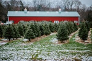 Celebrating Christmas Tree Month in Missouri  