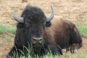 Big Bison