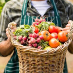Mid Section Of Farmer Holding A Basket Of Vegetables In The Vineyard