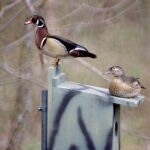 Wood Ducks