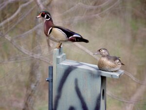 Wood Ducks