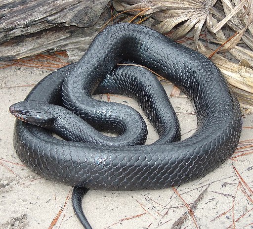 Eastern Indigo Snake