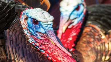 Photo of New MDC booklets on hunting and trapping available this month