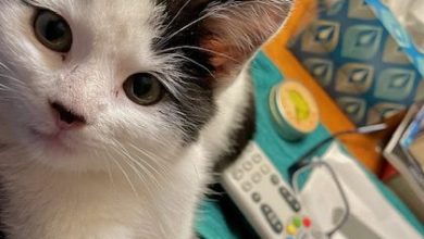 Photo of Best Friends Animal Society in Bentonville to hold three “Kitten Fostering” workshops