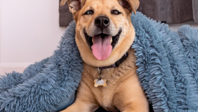 Photo of KDA Animal Advisory Boards to meet December 3