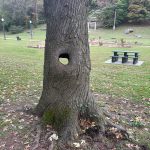 10 30 25 big spring park tree 1