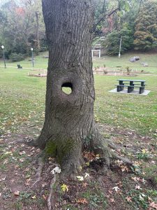 10 30 25 big spring park tree 1
