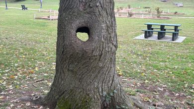 Photo of Tree removal for safety at Neosho’s Big Spring Park