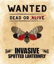 Photo of Spotted lanternfly knocking at Missouri’s door