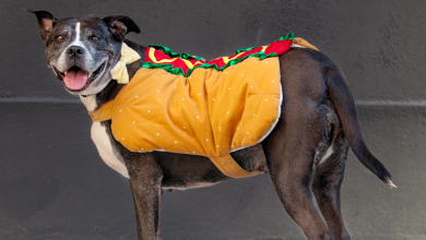Photo of Don’t let your pets fall under a spooky spell this Halloween 