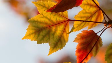 Photo of Foresters: Missouri Drought Impacting Fall Colors