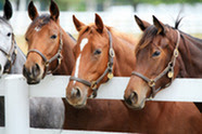 Equine Herpesvirus Type 1 outbreak in Oklahoma, Texas