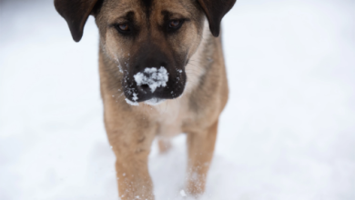 Photo of Best Friends shares pet cold weather tips 